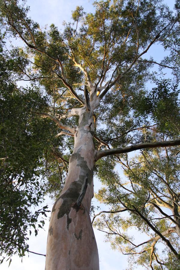 Paperbark Bed & Breakfast Brisbane Luaran gambar