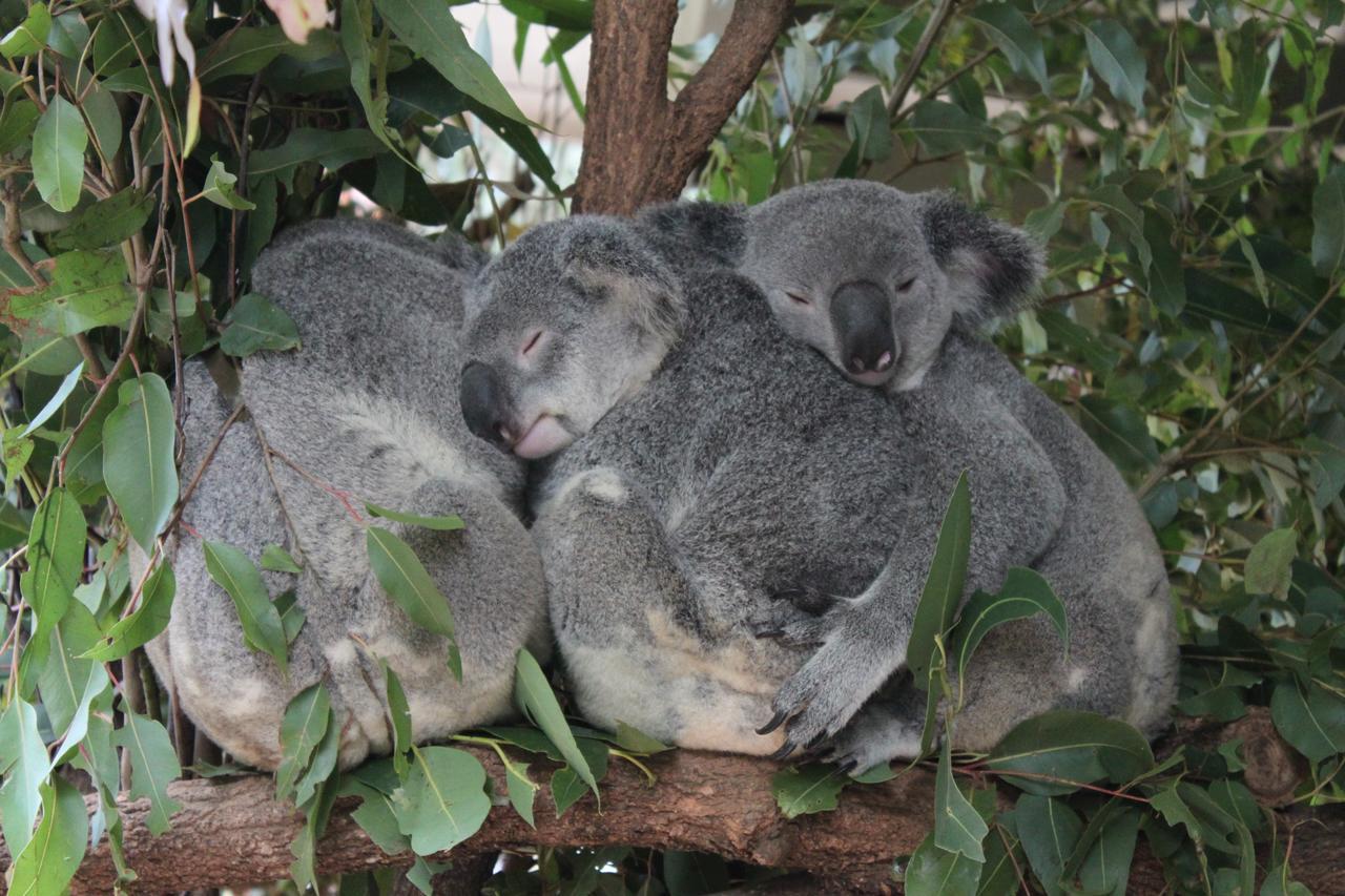 Paperbark Bed & Breakfast Brisbane Luaran gambar