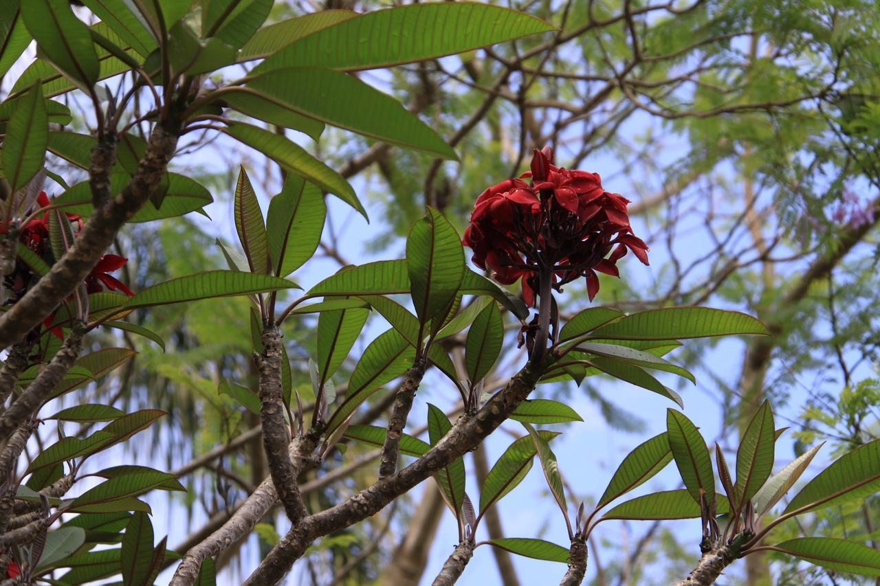 Paperbark Bed & Breakfast Brisbane Luaran gambar