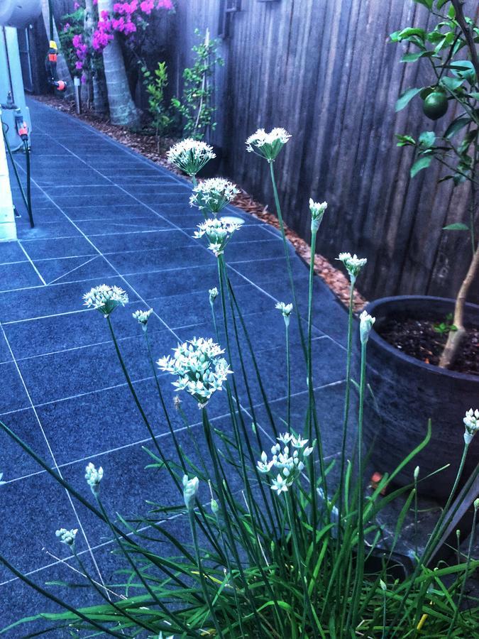 Paperbark Bed & Breakfast Brisbane Luaran gambar