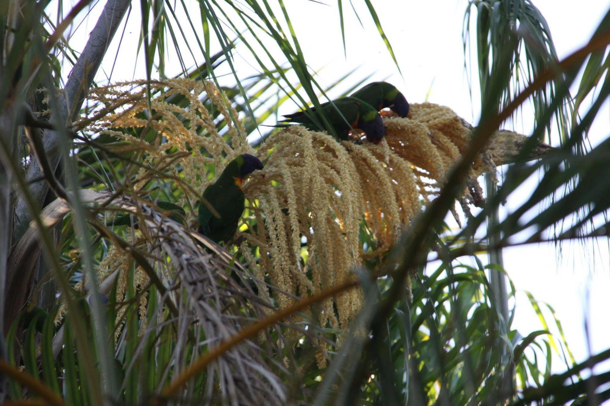 Paperbark Bed & Breakfast Brisbane Luaran gambar